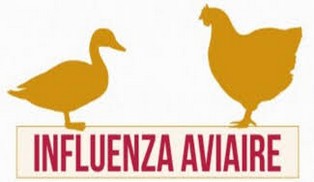 Grippe aviaire : Grippe aviaire :