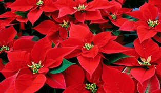 Vente de poinsettias au profit de l'école Vente de poinsettias au profit de l'école