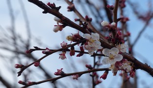 Des jardins dèjà à l'heure du printemps... Des jardins dèjà à l'heure du printemps...
