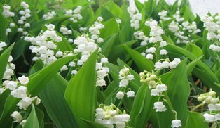 Cueillette du muguet : oui, mais avec modération ! Cueillette du muguet : oui, mais avec modération !