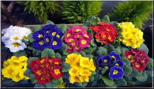 Vente de primevères