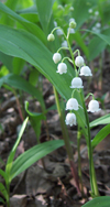 muguet