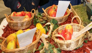 Exposition fruitière d'Obstgarde